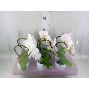 Phalaenopsis   ...white