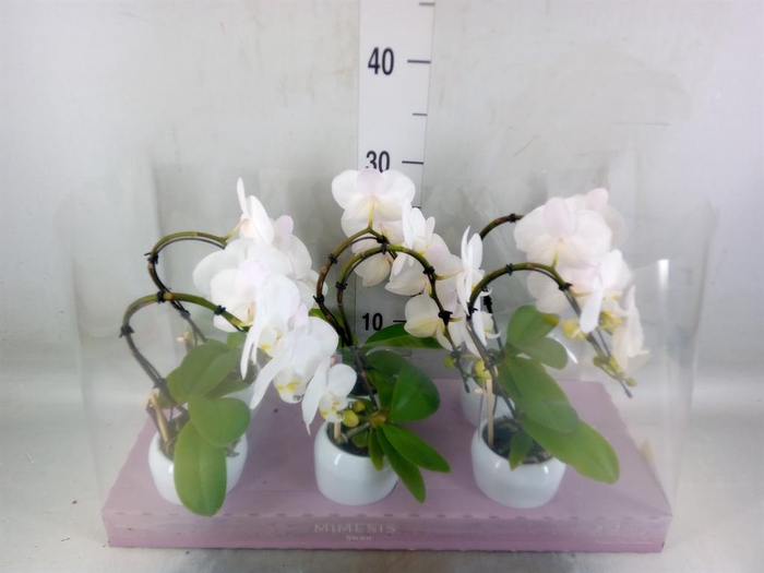 <h4>Phalaenopsis   ...white</h4>