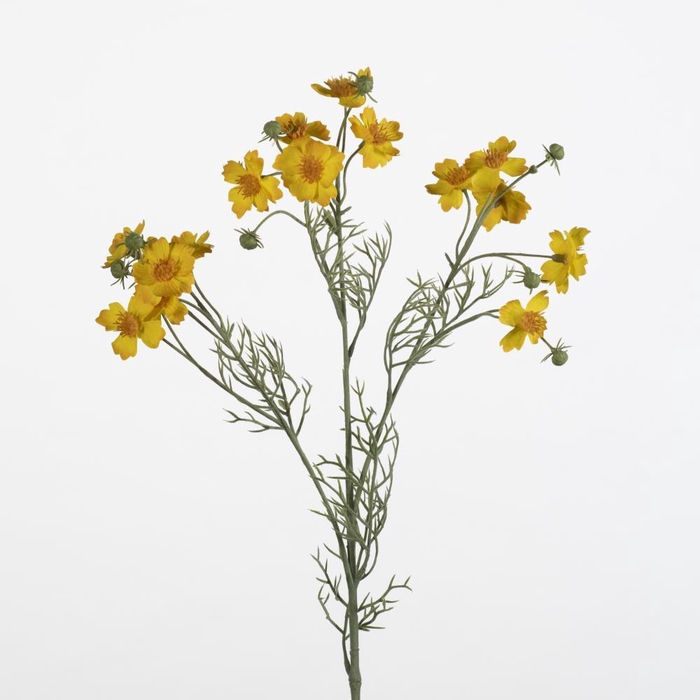 <h4>AF Cosmos Caudatus L65cm yello</h4>