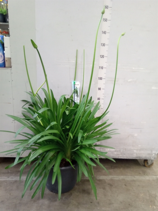 <h4>Agapanthus  'Big White'</h4>