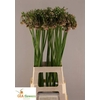Allium Nectaroscordum Siculum