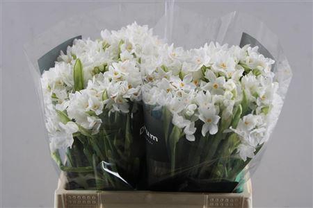 <h4>Narc Ta Ziva Paperwhite L44</h4>