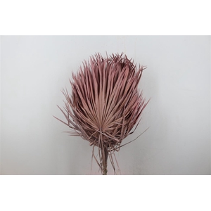 Dried Chamaerops (10tk) Frosted Pink