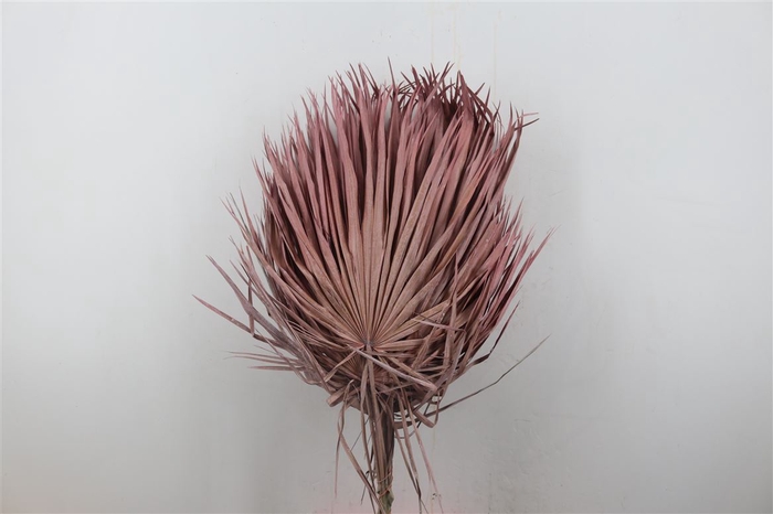 <h4>Dried Chamaerops (10tk) Frosted Pink</h4>