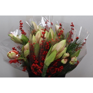 Hipp Mono Kief-ilex Zalm