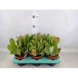 Kalanchoe NF   ...