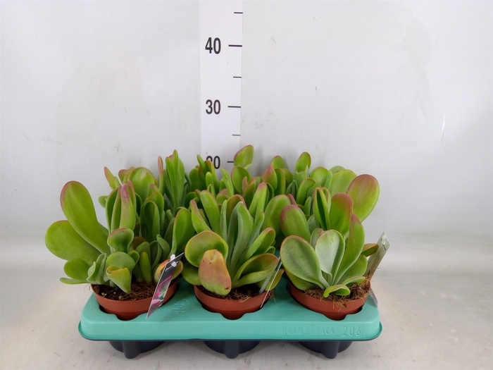 <h4>Kalanchoe NF   ...</h4>
