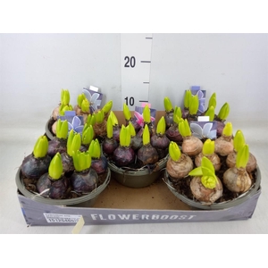 Hyacinthus orie.   ...mix