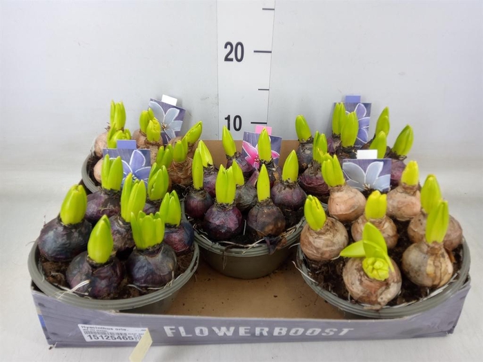 <h4>Hyacinthus orie.   ...mix</h4>