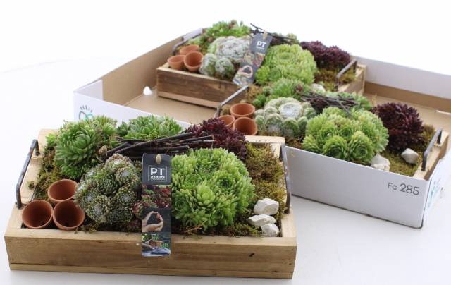 <h4>ARR SEMPERVIVUM</h4>
