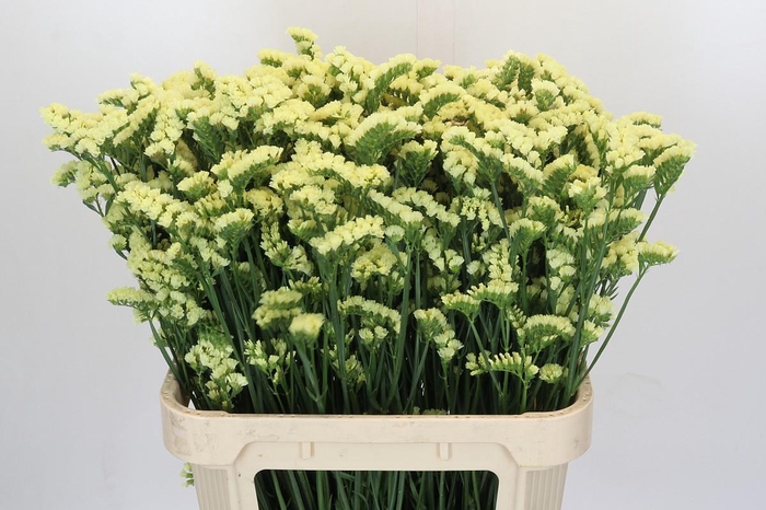 <h4>Limonium Star Eze</h4>