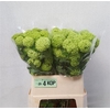 Viburnum Roseum St 4+