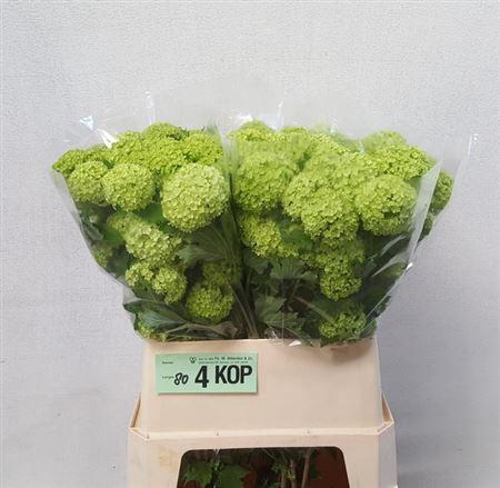 Viburnum Roseum St 4+