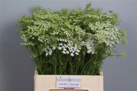 Ammi Majus