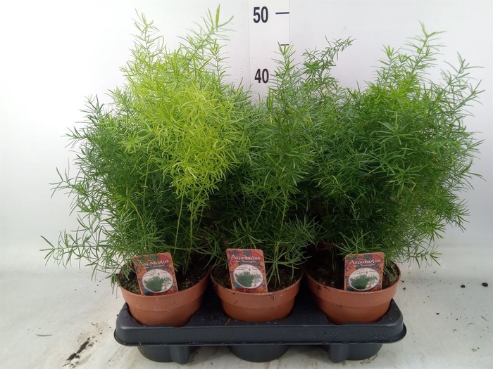 <h4>Asparagus dens. 'Sprengeri'</h4>