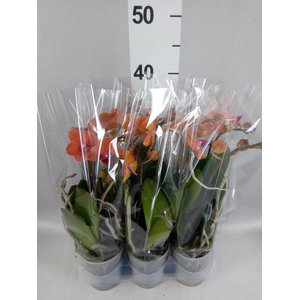 Phalaenopsis multi. 'Ant Bolzano'