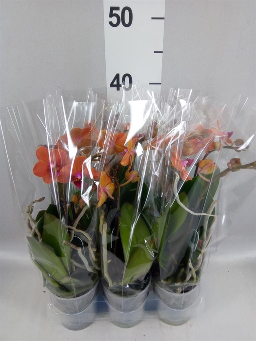 <h4>Phalaenopsis multi. 'Ant Bolzano'</h4>