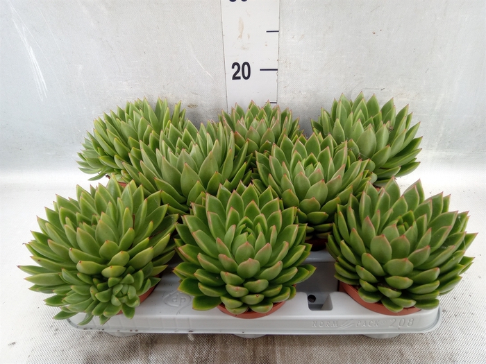 <h4>Echeveria agavoides</h4>