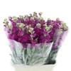 Matthiola Incana Fairy Pink