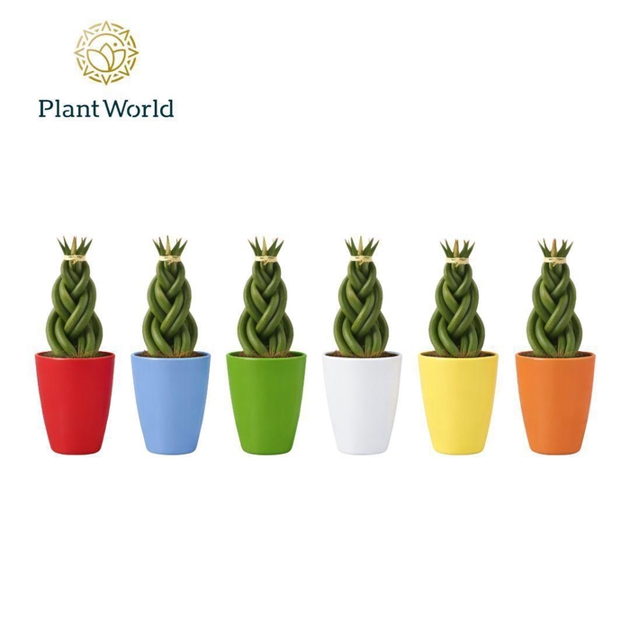 <h4>Sansevieria cylindrica 'Twist' in keramiek osaka</h4>