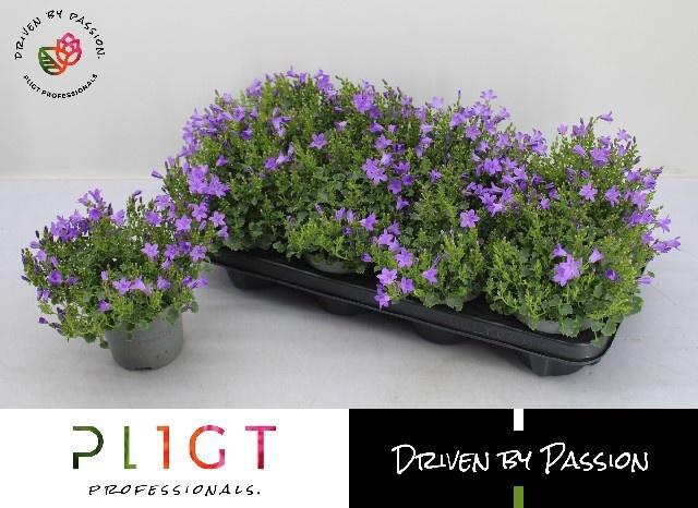 <h4>CAMP POR DARK TAKE</h4>