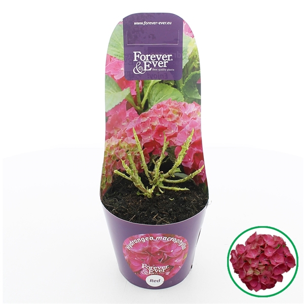 <h4>Hydrangea macr. Forever & Ever® Rood C2 (17cm.) Potcover</h4>