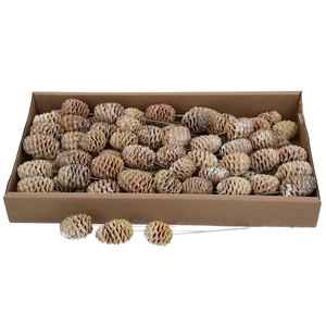 Pine cone Sabulosum/wire x80