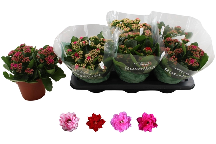 <h4>KAL GE RO GEM 4 KL</h4>