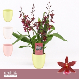 Barrocco Red, 3/4-spike in Lotte 'Orchid Collection'