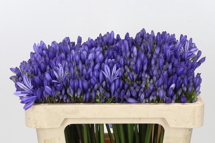 <h4>Agapanthus EYFORI Blue</h4>