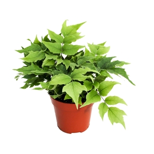 Cyrtomium fortunei clivicola