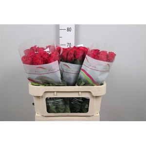 R Gr Madam Cerise B1