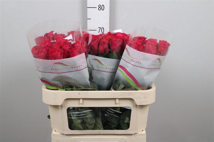 <h4>R Gr Madam Cerise</h4>