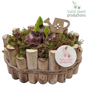 HHY003 Bologna Small Hyacint