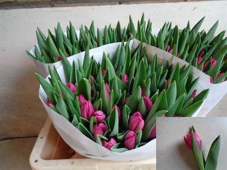 <h4>Tu En Pink Ardour</h4>