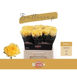 ROSA GR 'BUTTERCUP'