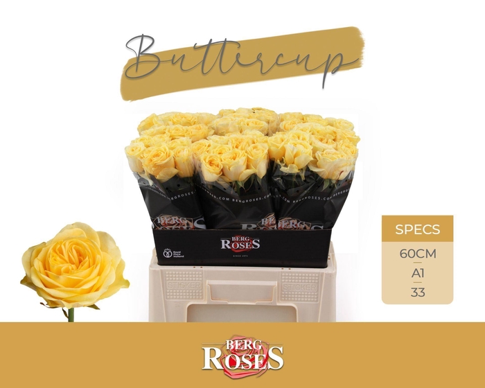 <h4>ROSA GR 'BUTTERCUP'</h4>