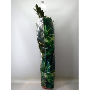 Zamioculcas zamiifolia 'Super Nova'