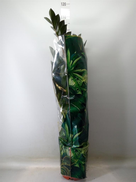 <h4>Zamioculcas zamiifolia 'Super Nova'</h4>