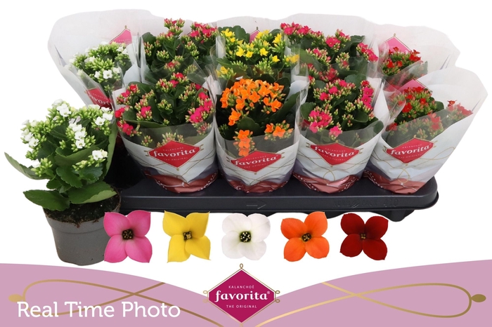 <h4>KAL EN GEM 5 KL</h4>