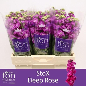 Matth Stox Deep Rose