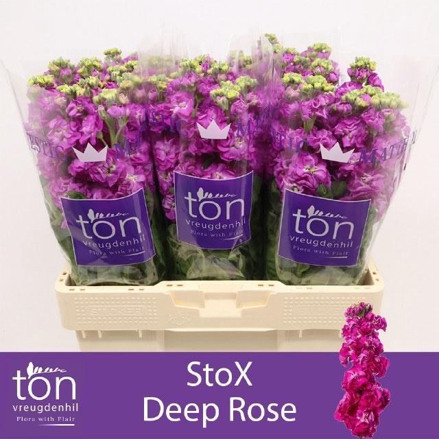 <h4>Matth Stox Deep Rose</h4>