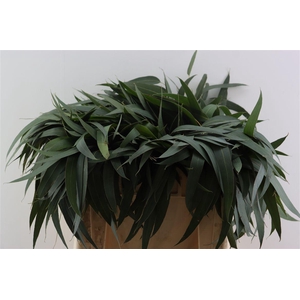 Euca Dominichina 55 Cm Per Tak