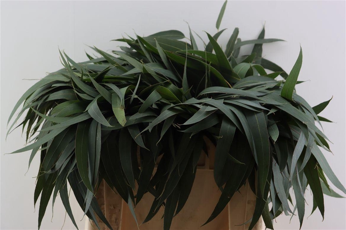 <h4>Euca Dominichina 55 Cm Per Tak</h4>