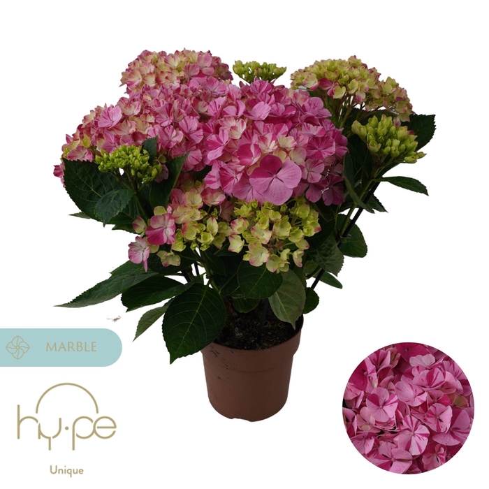<h4>Hydrangea Sweet Campino</h4>