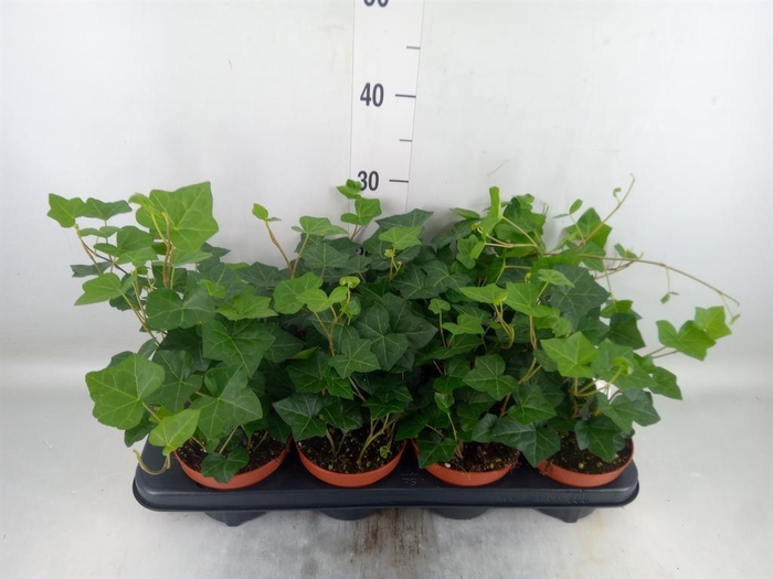 <h4>Hedera hibernica</h4>