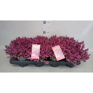 Erica carnea 'Winter Ladies Sarah'