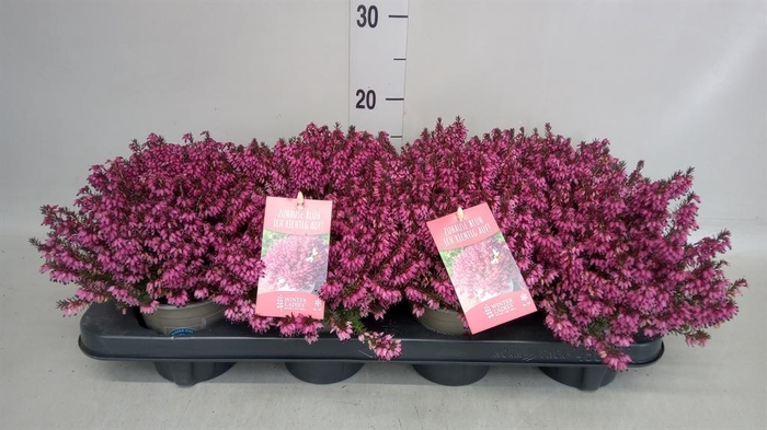 <h4>Erica carnea 'Winter Ladies Sarah'</h4>