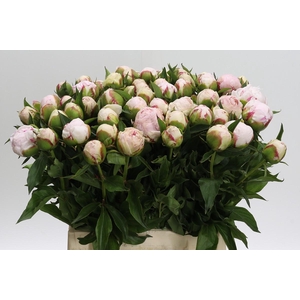 Paeonia Shirley Temple