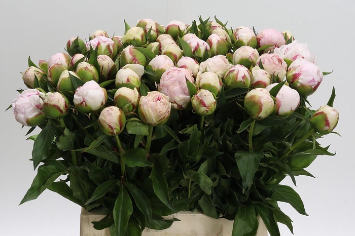 <h4>Paeonia Shirley Temple</h4>